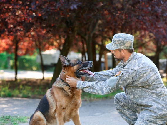 Sitting German shepherd service dog with kneeling man in military uniform